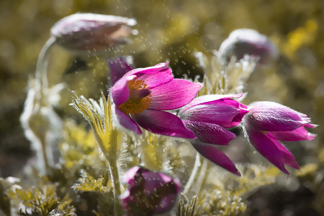 anemone  flower  flowers free photo