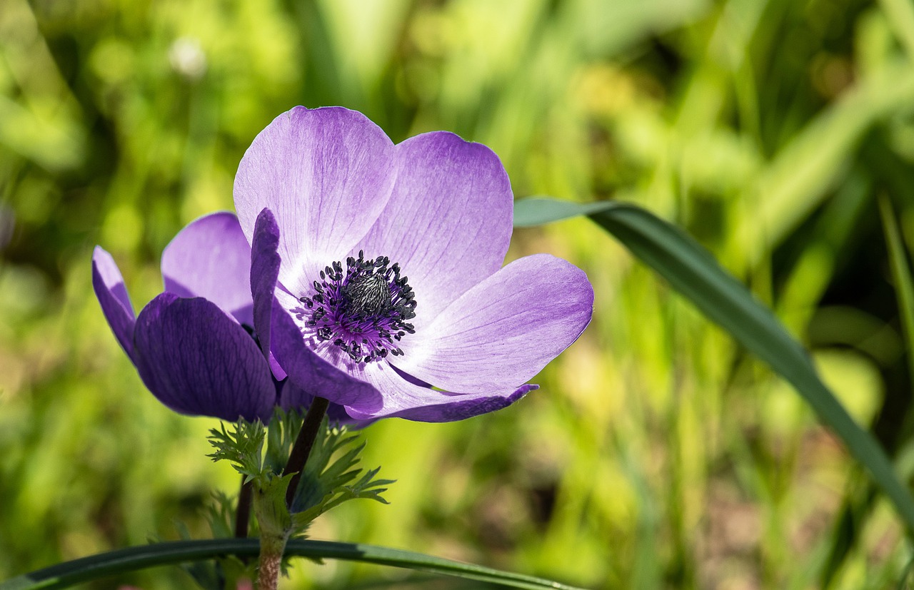 anemone  flower  plant free photo