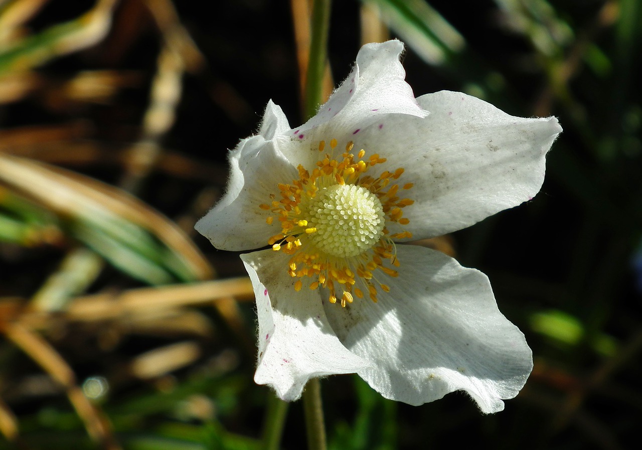 anemone  flower  white free photo