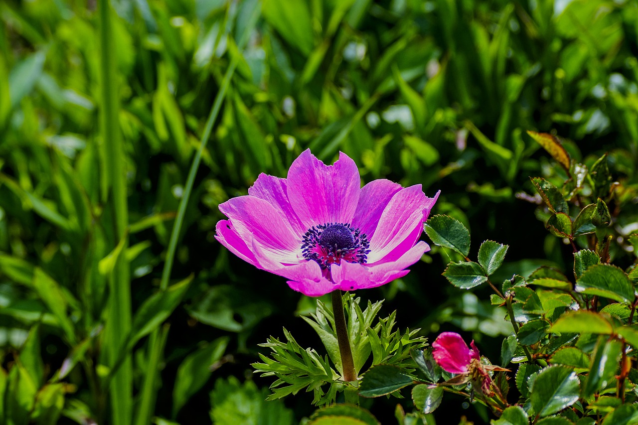 anemone  garden  spring flower free photo