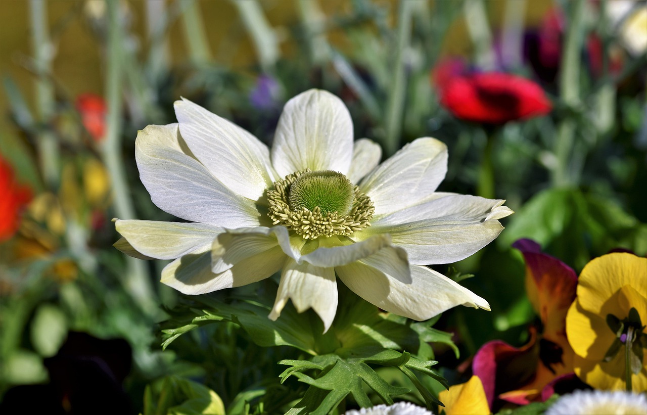 anemone  blossom  bloom free photo