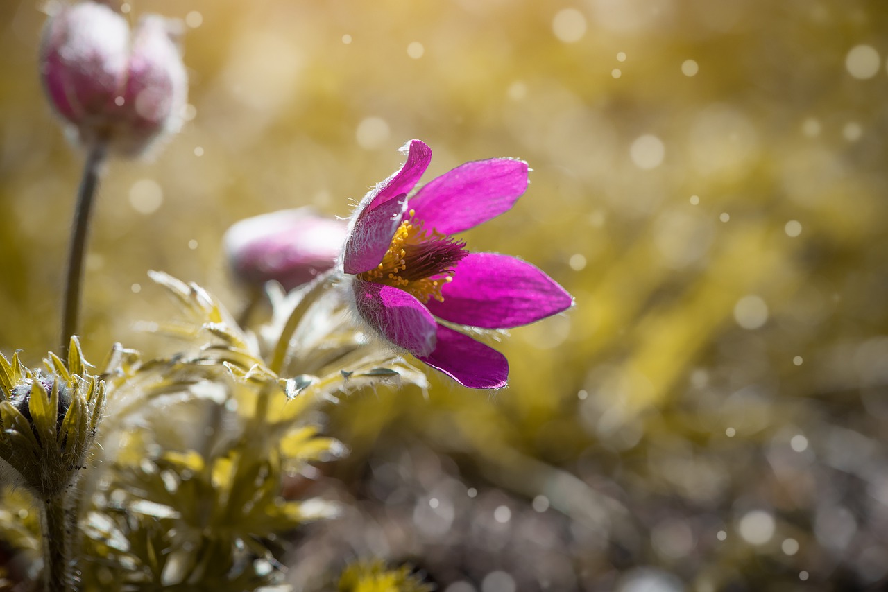 anemone  flower  blossom free photo