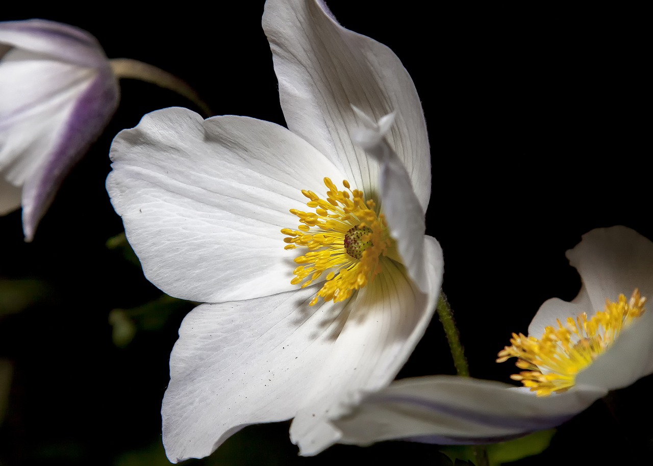 anemone  flower  blossom free photo