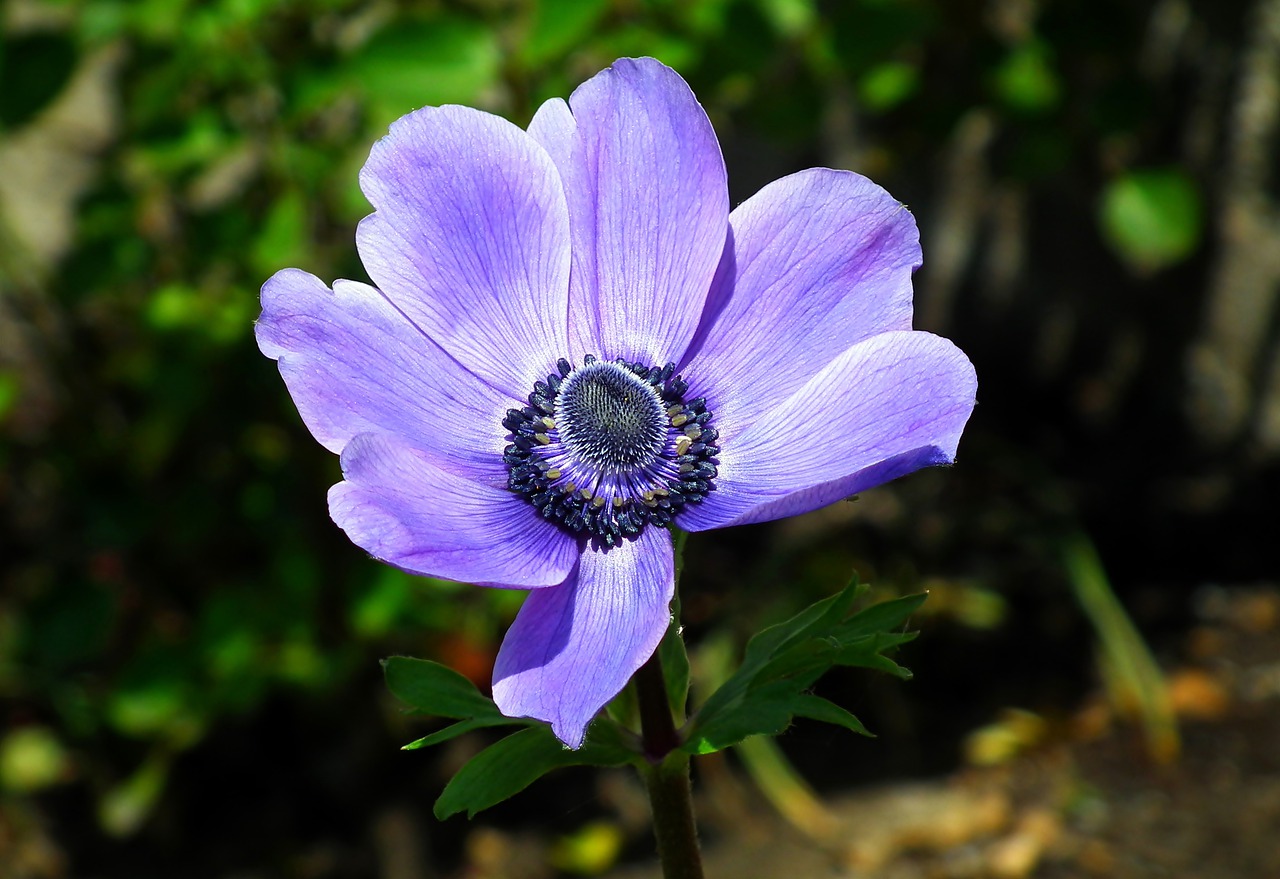 anemone  flower  spring free photo