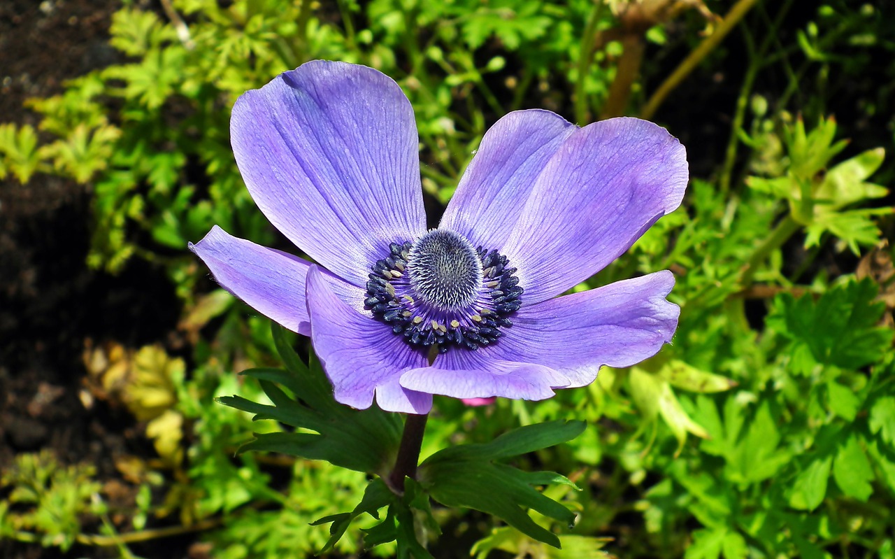 anemone  flower  blue free photo