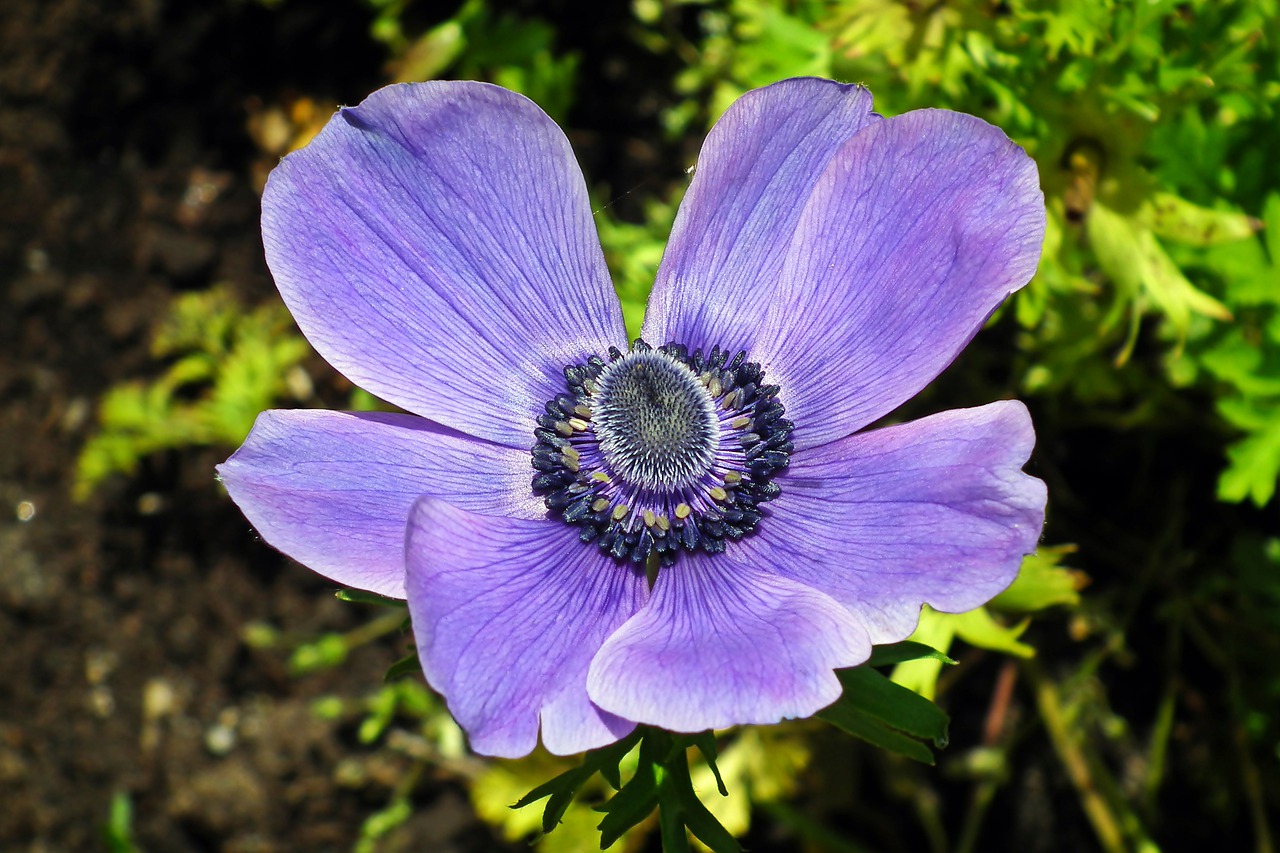 anemone  flower  spring free photo