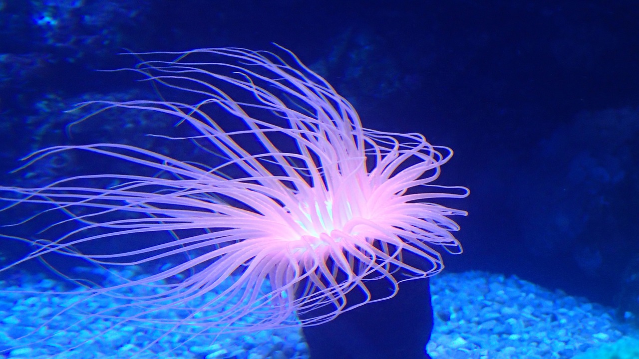 anemone sea sea creatures free photo