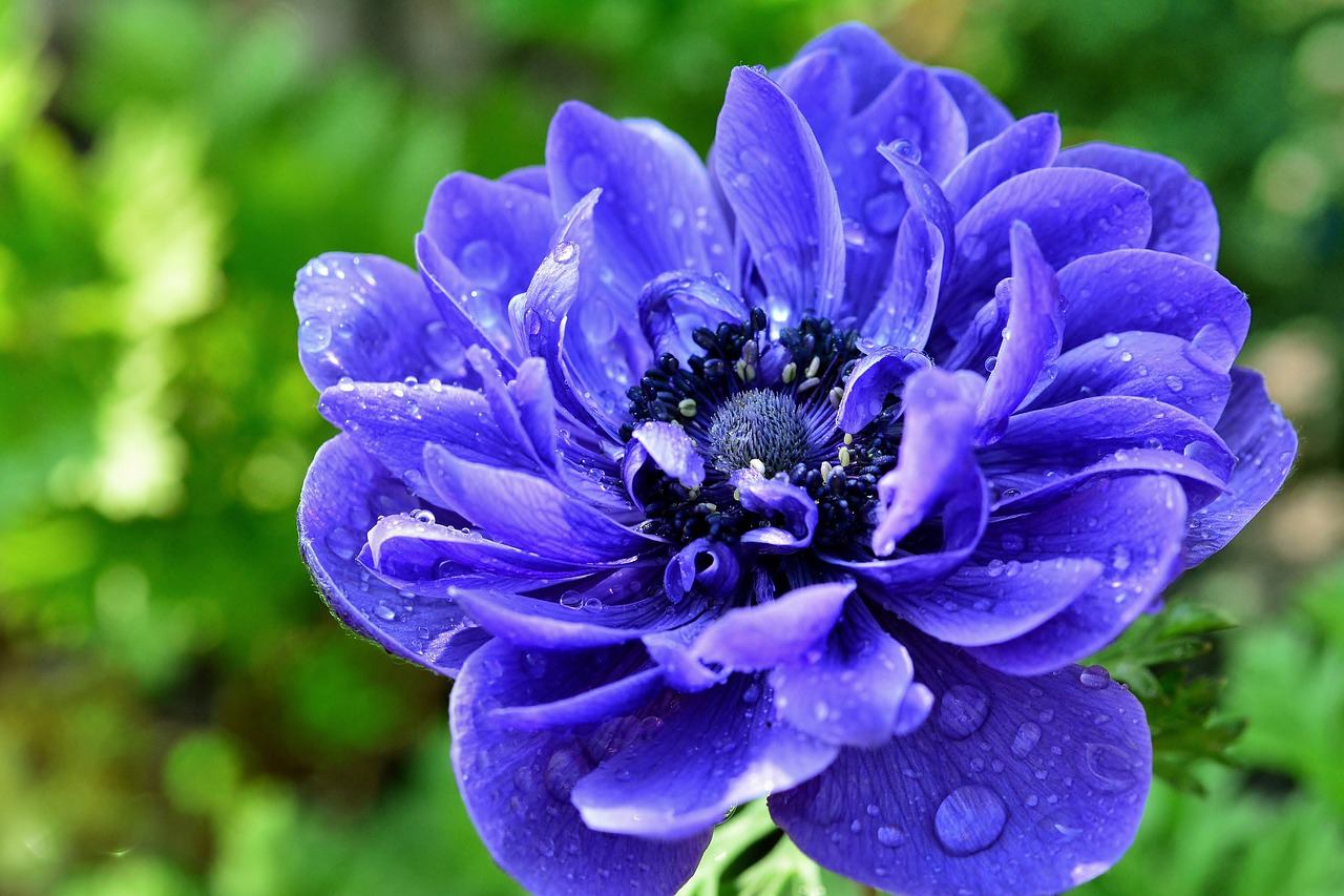 anemone  blossom  bloom free photo