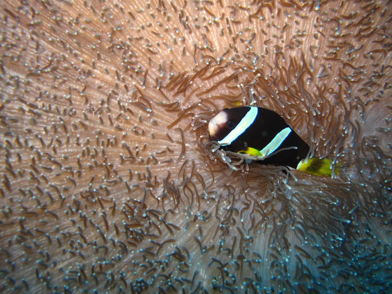 anemone clown fish maldives free photo