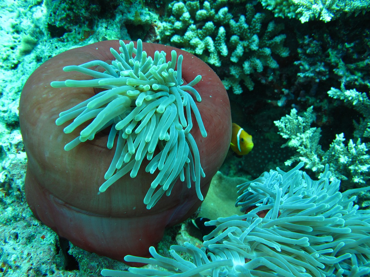 anemone clown fish maldives free photo