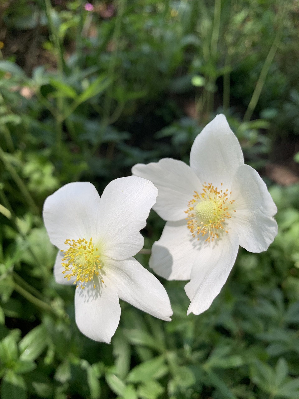 anemone  ranunculaceae  white free photo