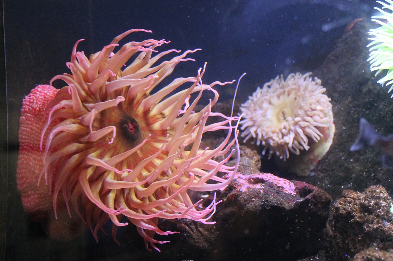 anemone tank aquarium free photo