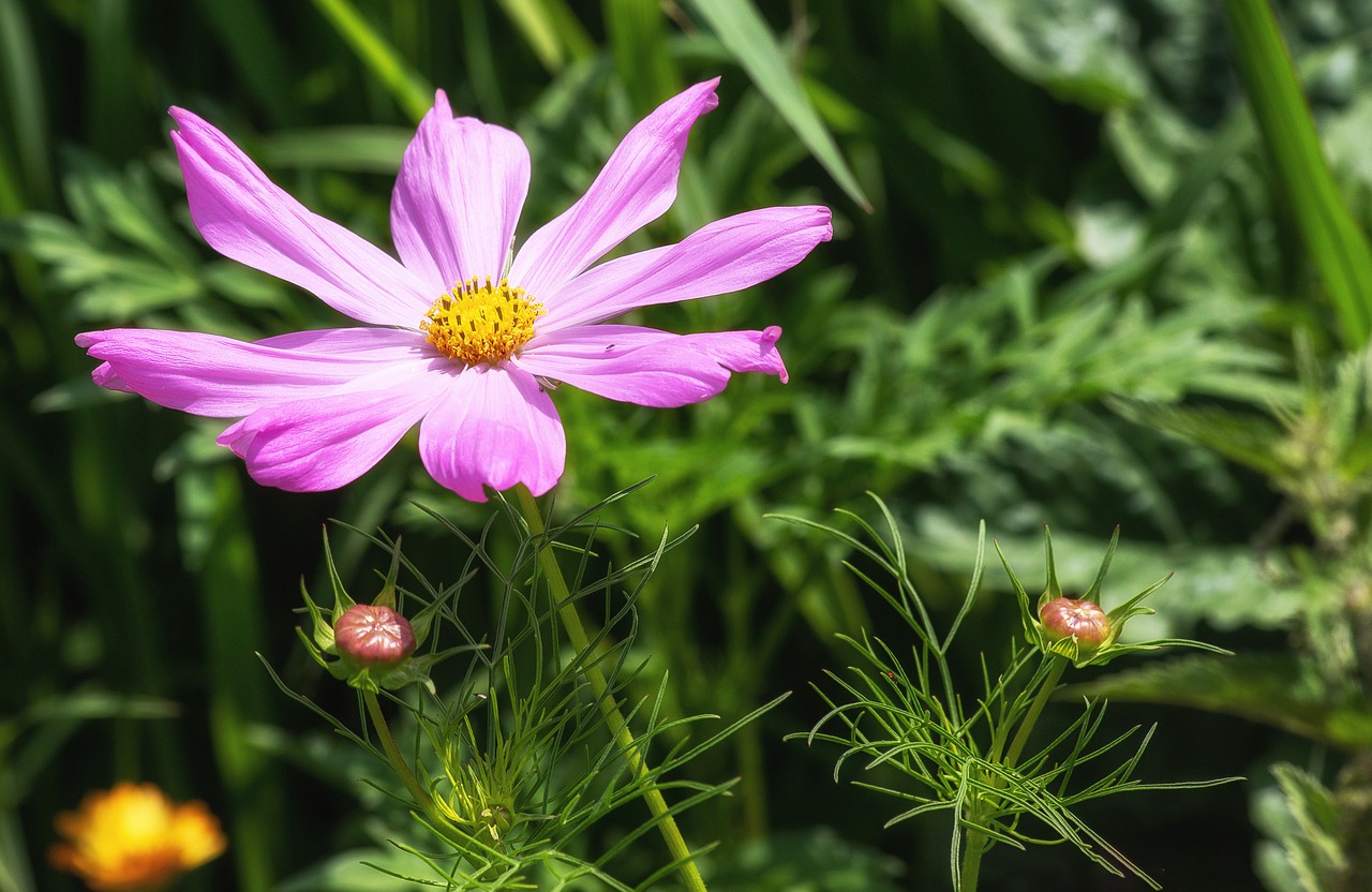 anemone  flower  ornamental plant free photo