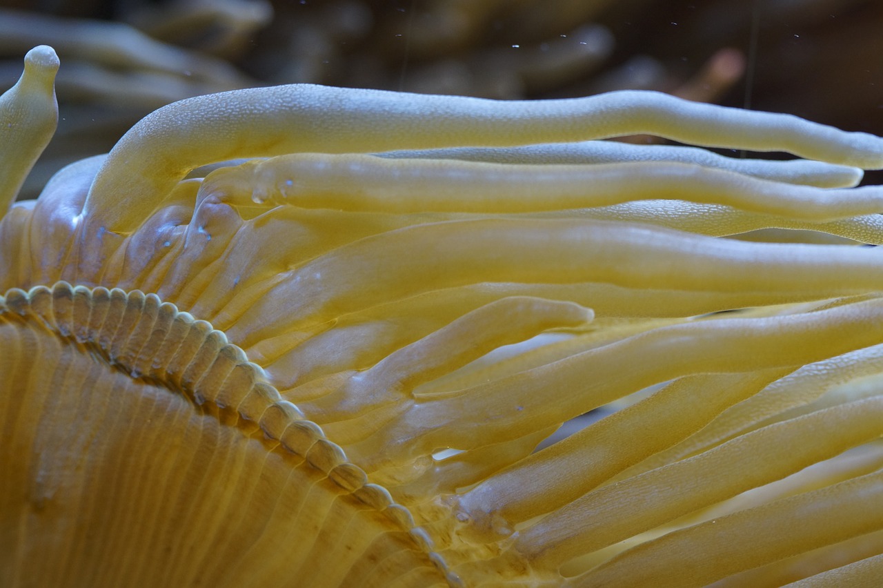 anemone sea anemone underwater free photo