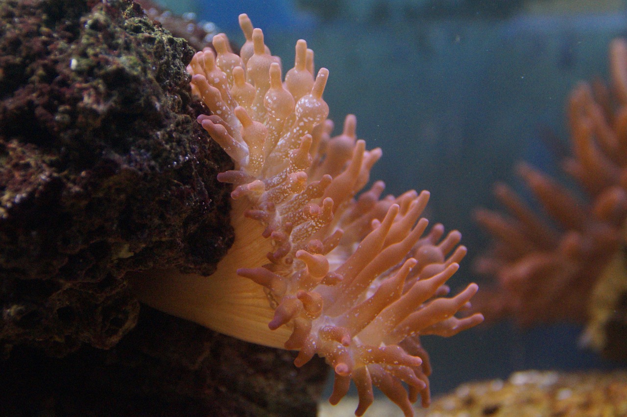 anemone sea anemone creature free photo