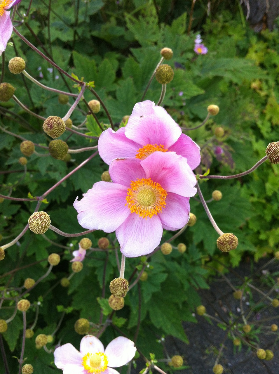 anemone nature flowers free photo