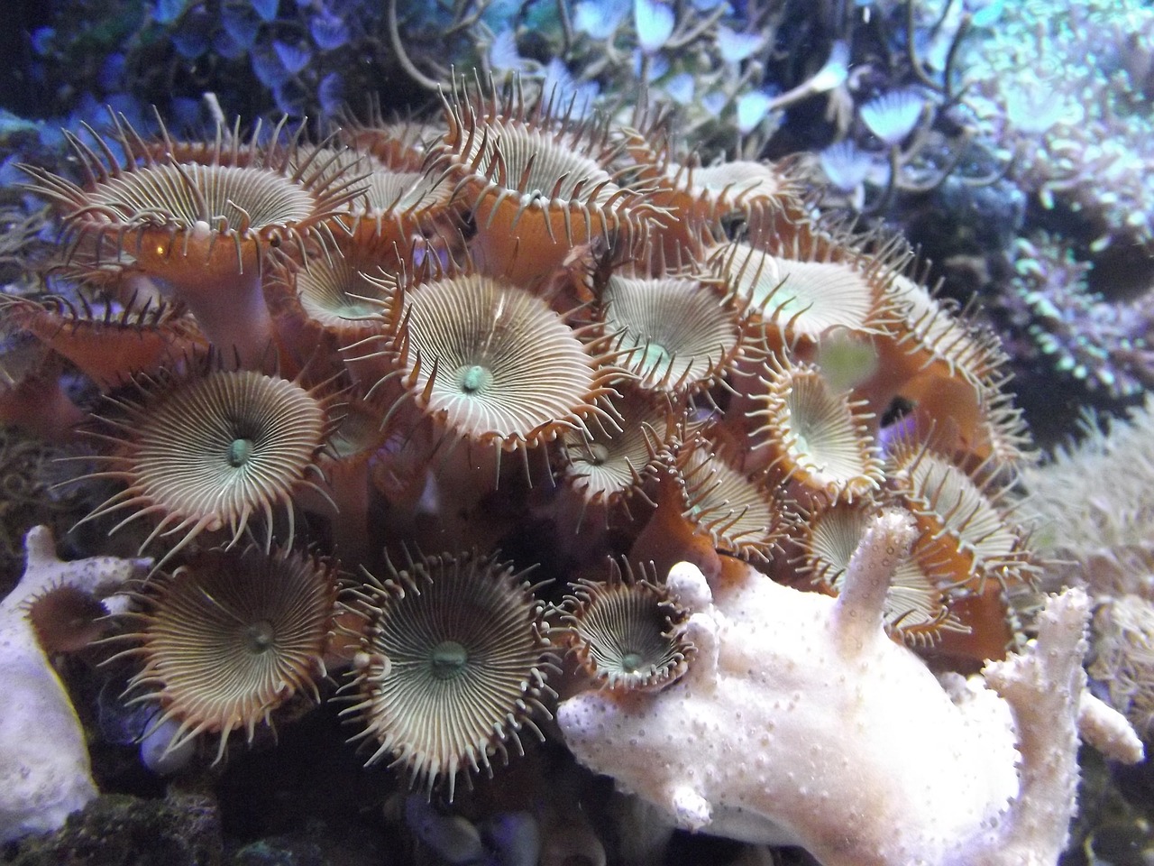 anemone aquarium animal free photo