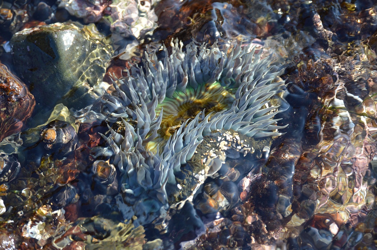 anemone ocean sea free photo