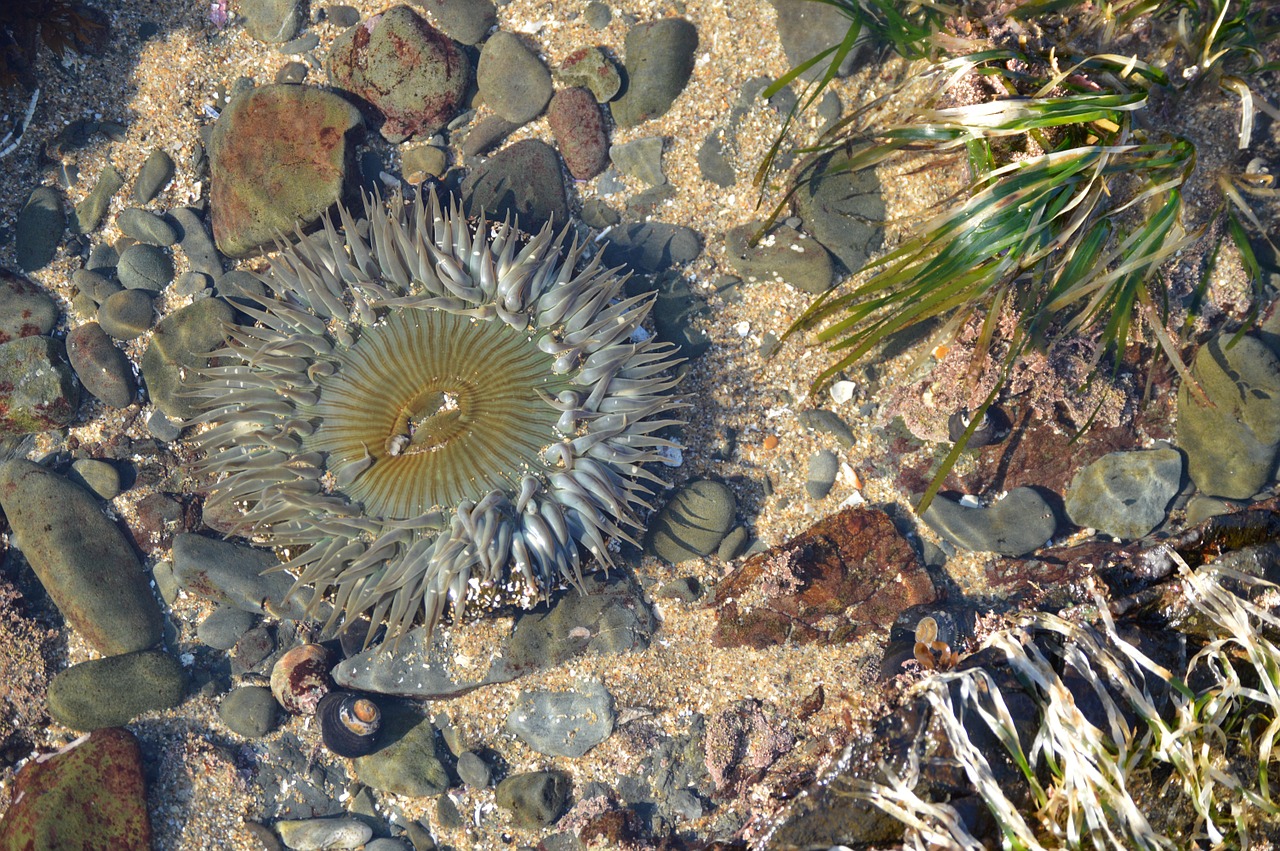 anemone sea ocean free photo