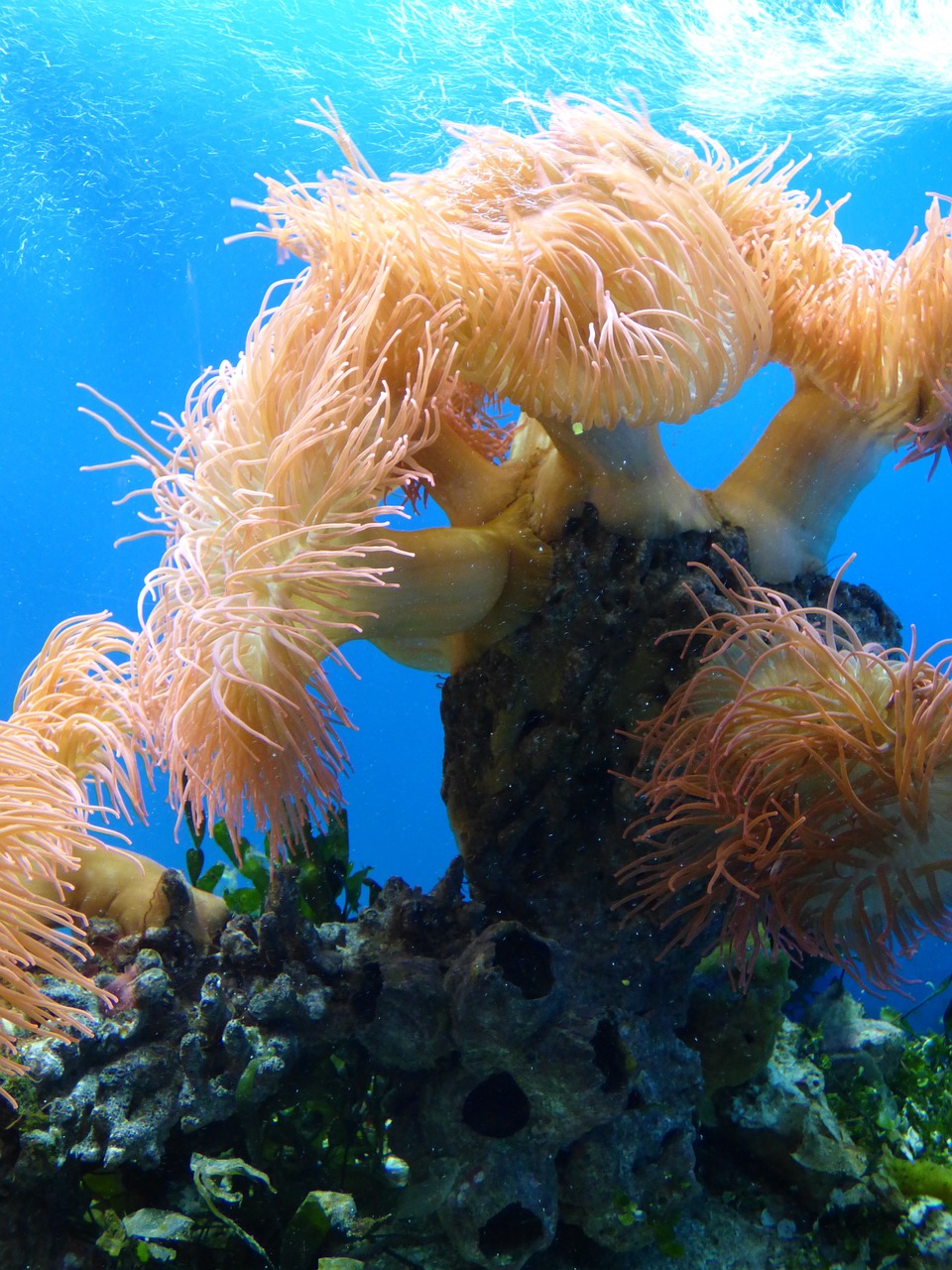 anemone water aquarium free photo