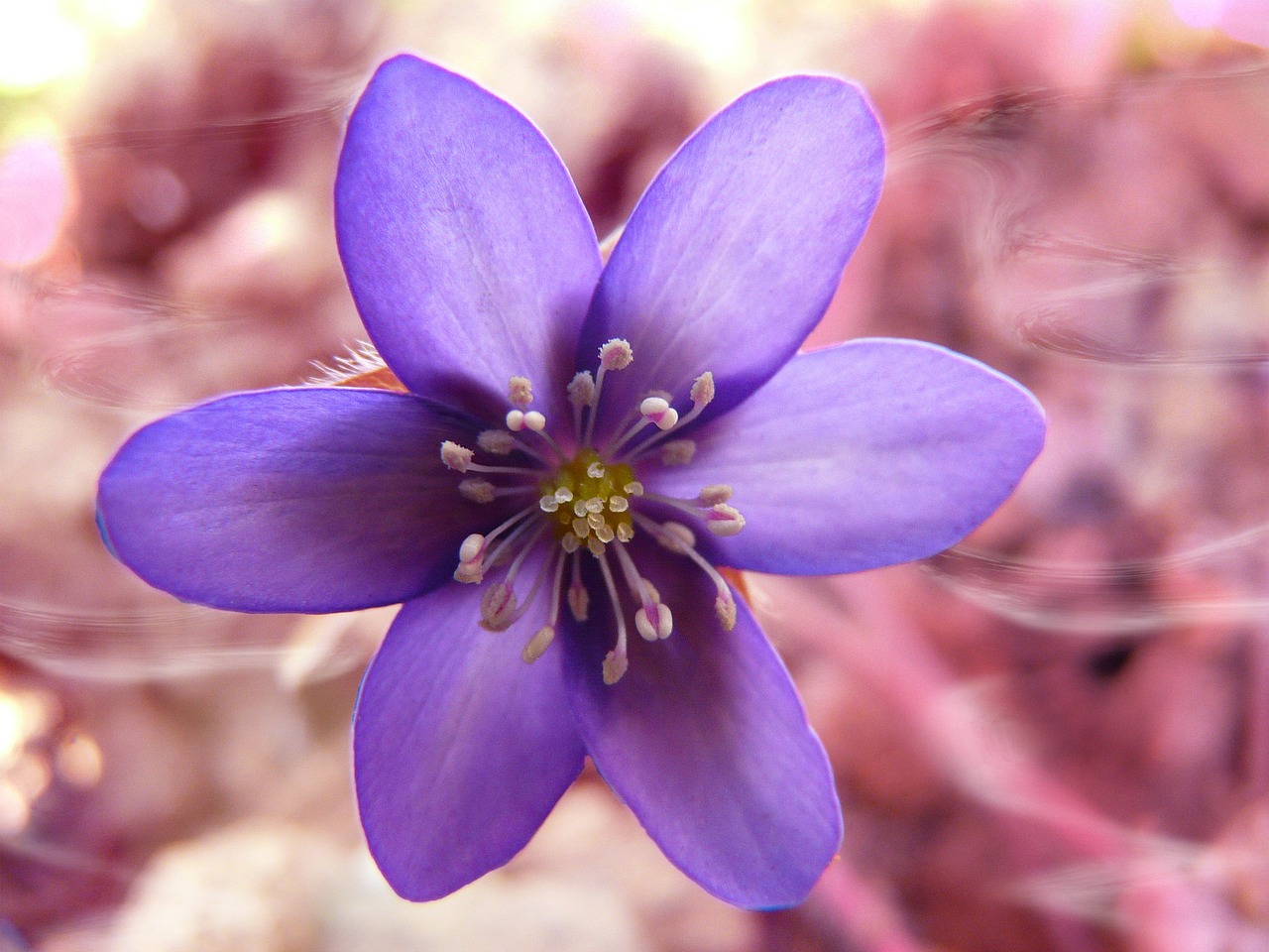 anemone flower blossom free photo