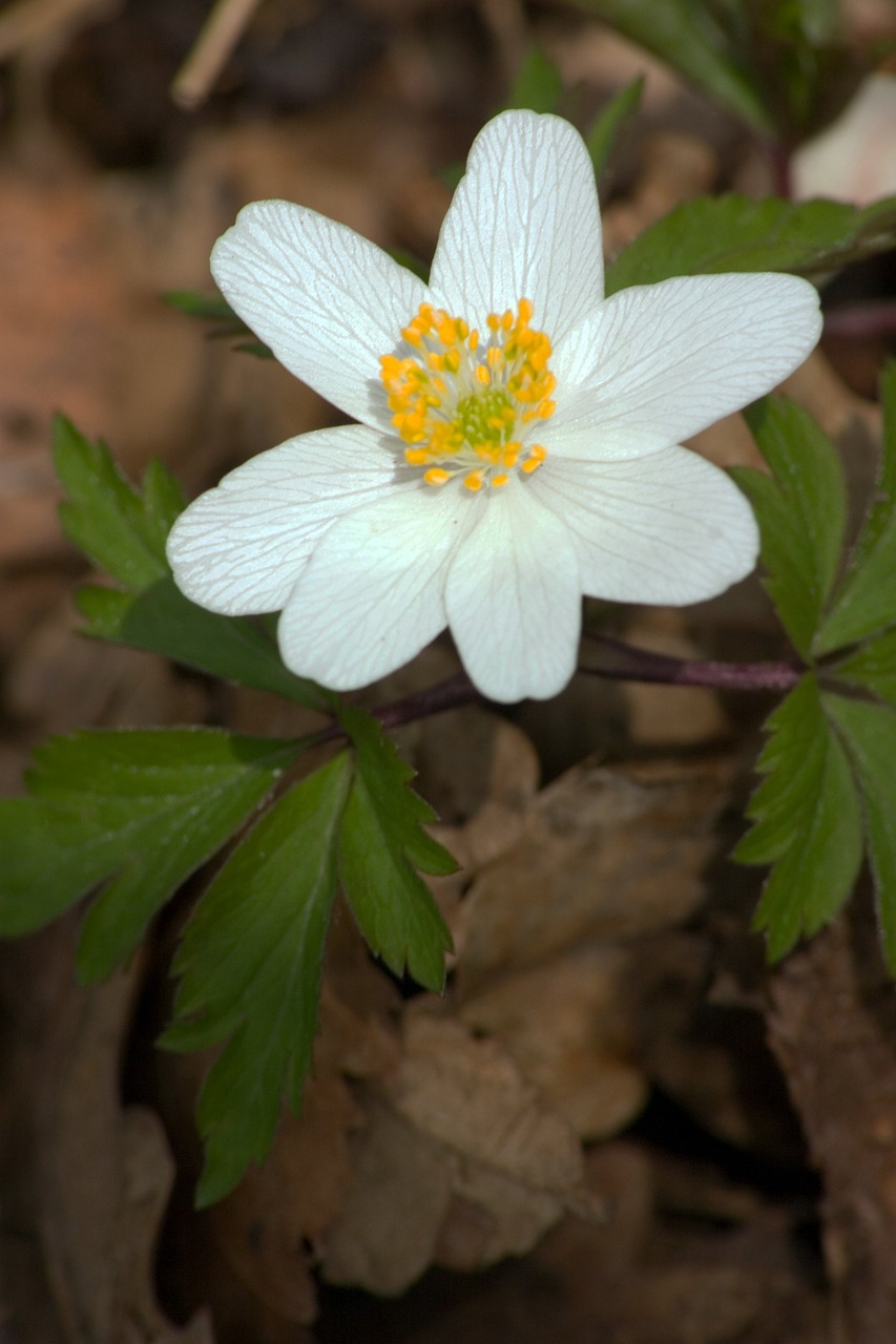 anemone flower wild plant free photo