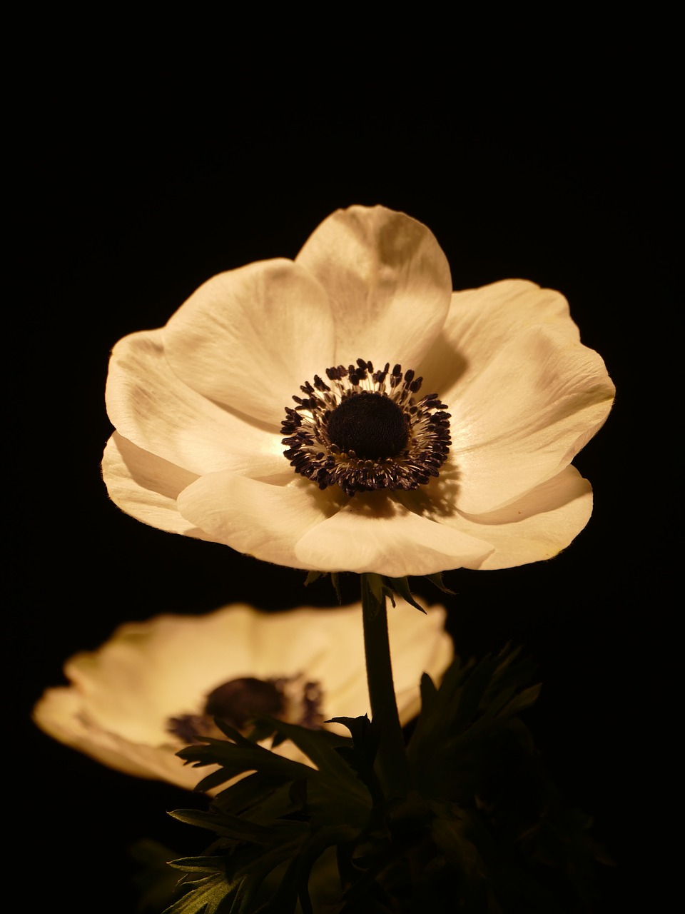 anemone flower bloom free photo