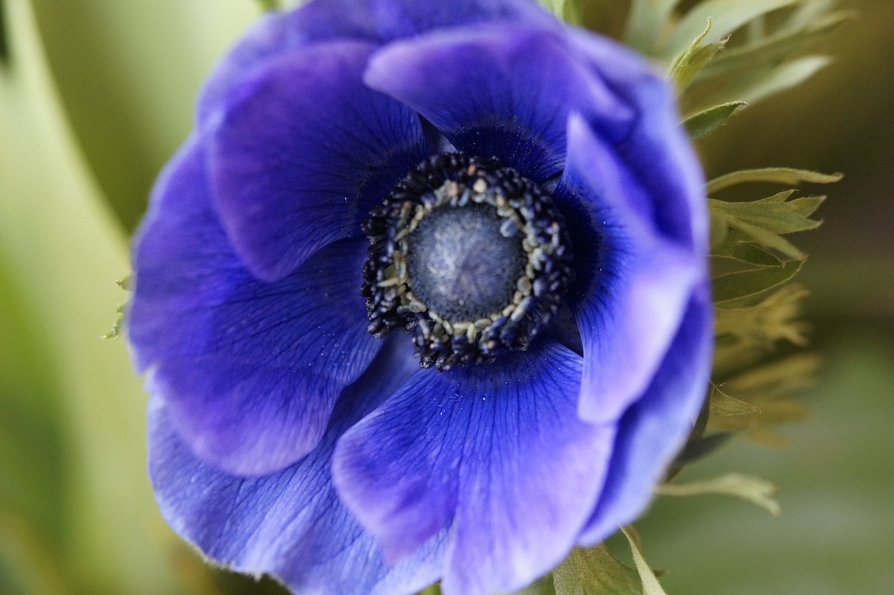 anemone crown anemone blue free photo