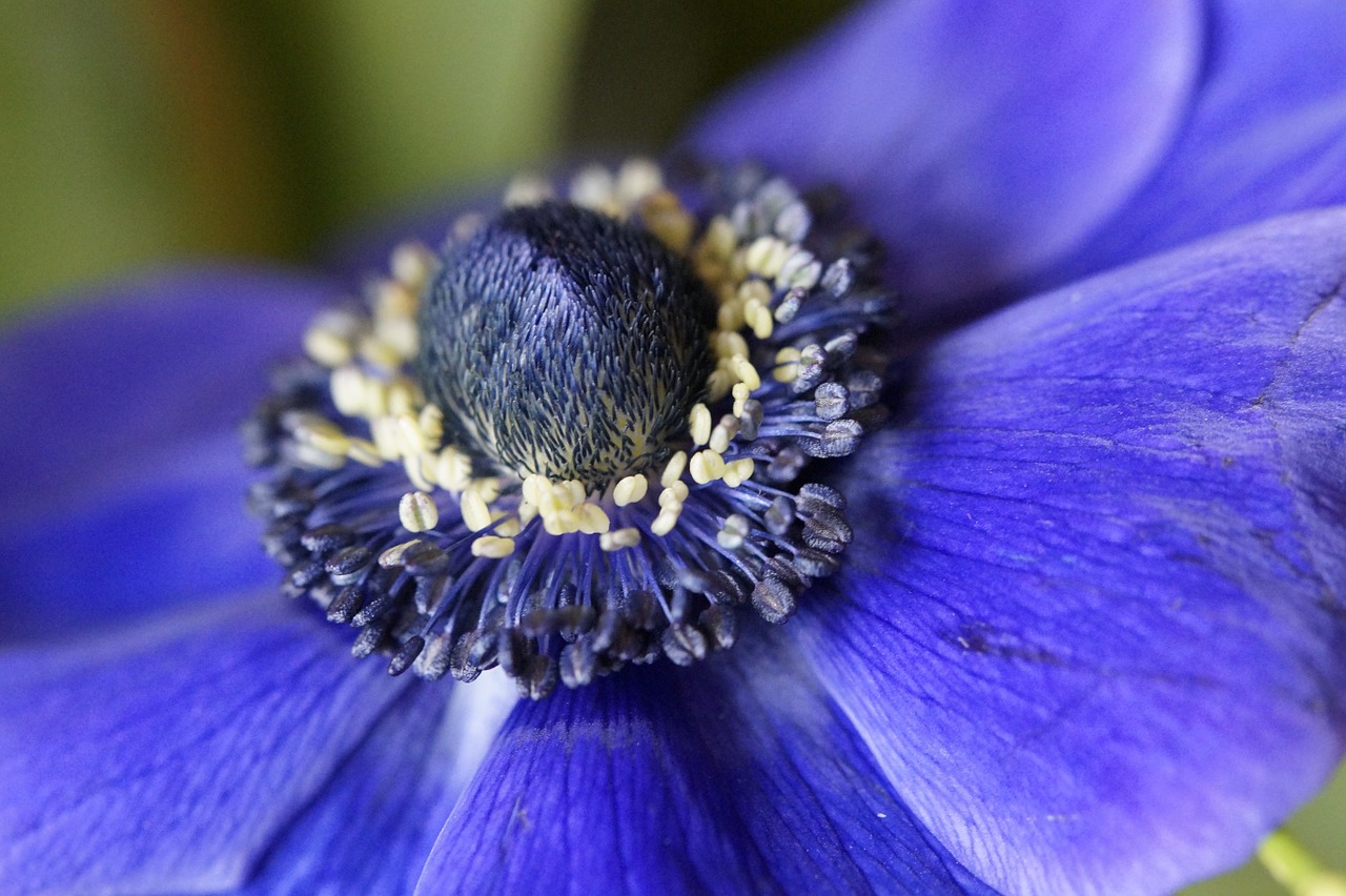 anemone crown anemone blue free photo