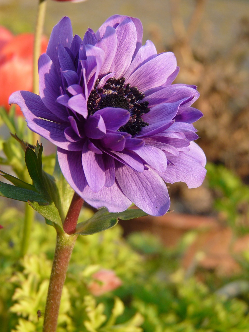 anemone blossom bloom free photo