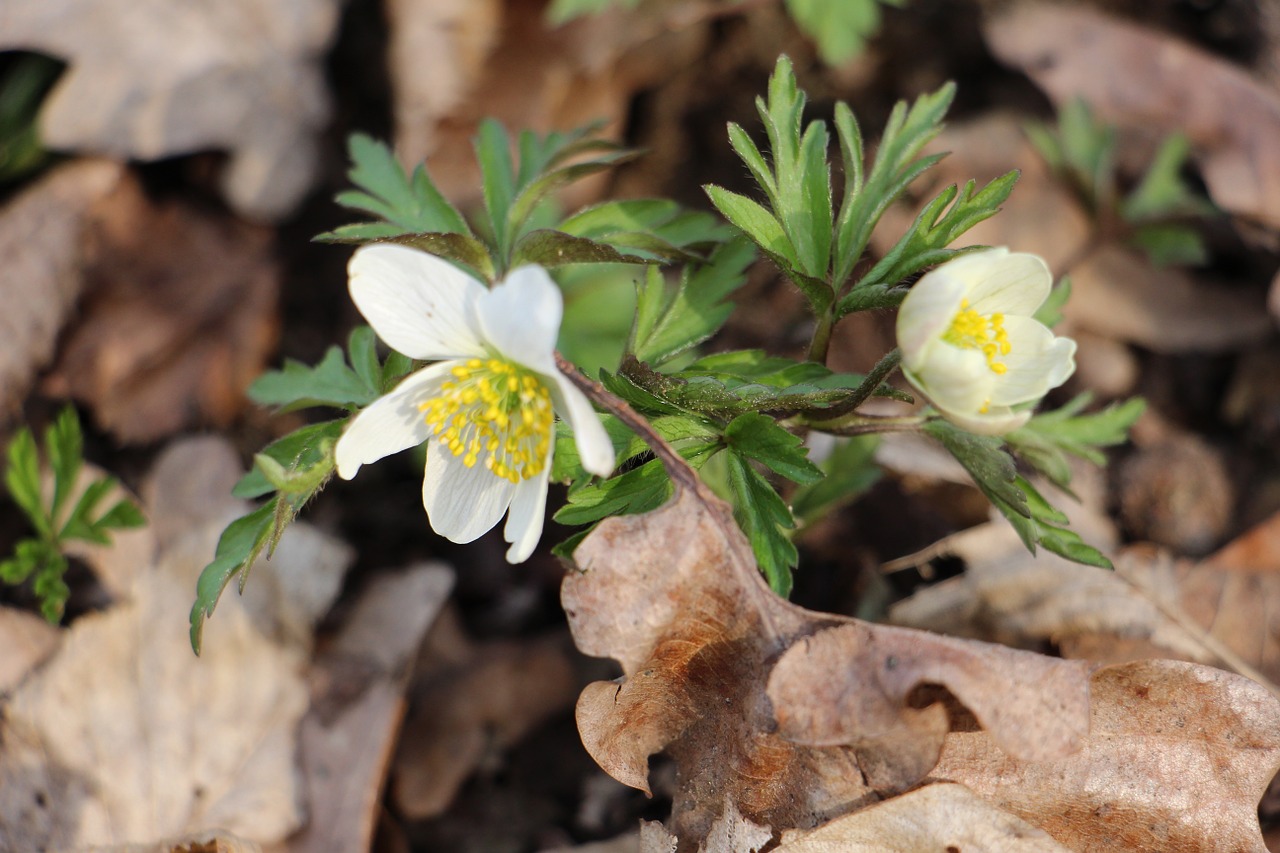 anemone white spring free photo