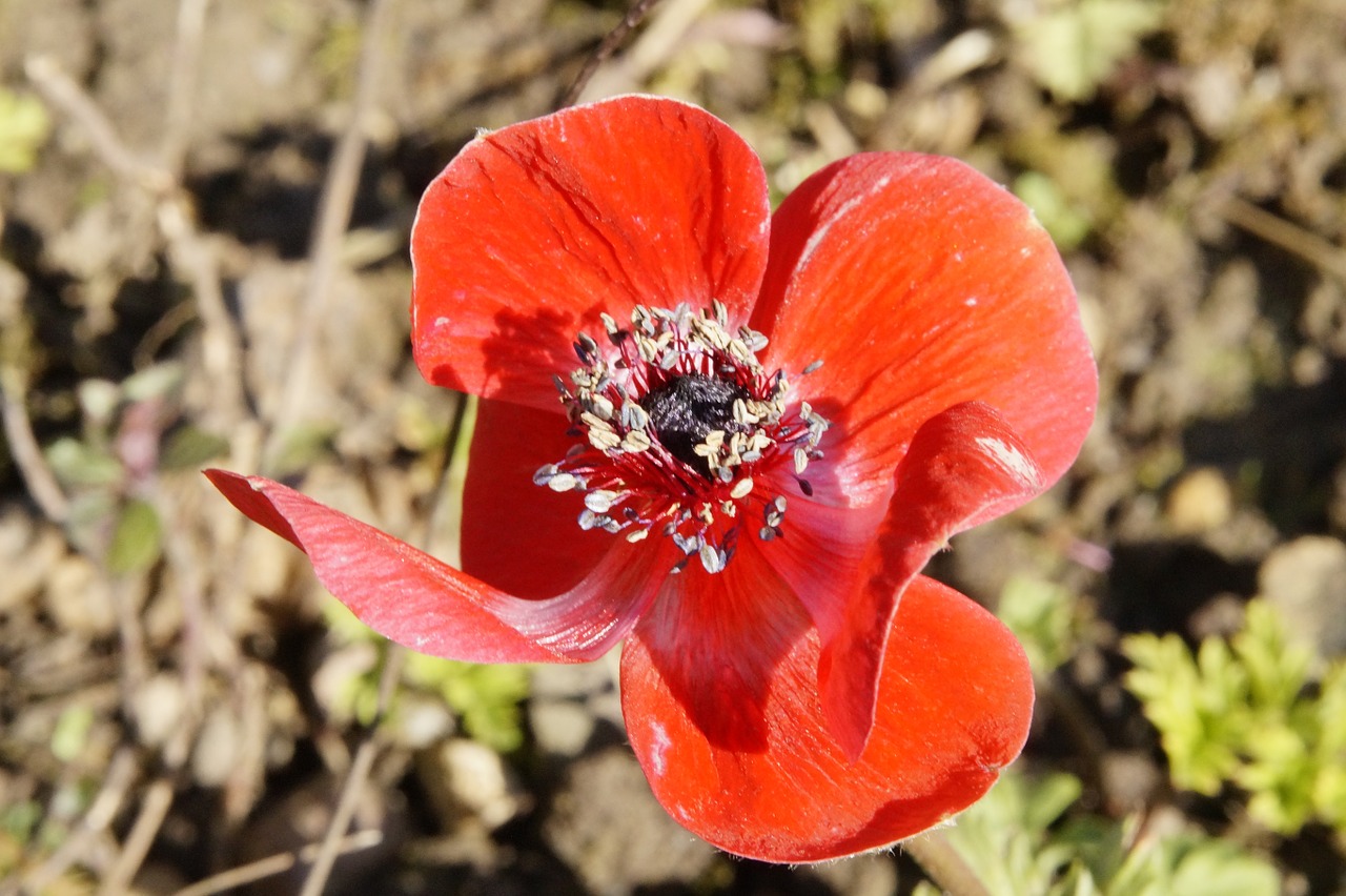 anemone red blossom free photo