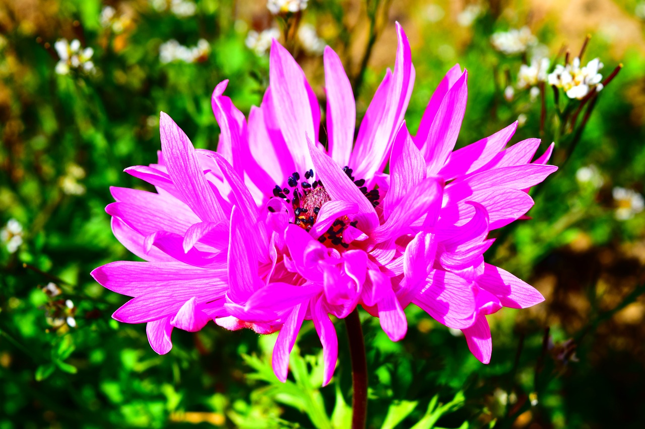 anemone pink blossom free photo