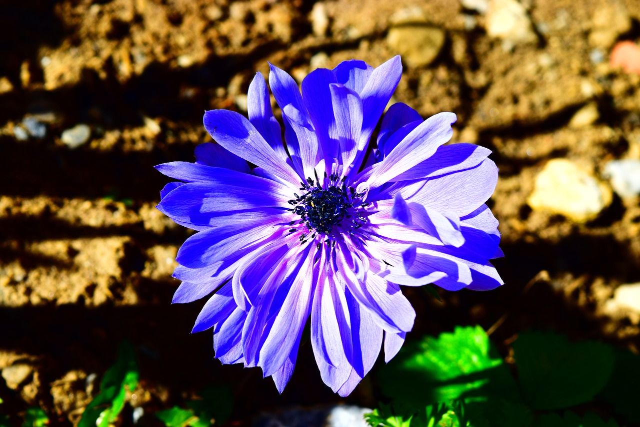 anemone blue flower free photo