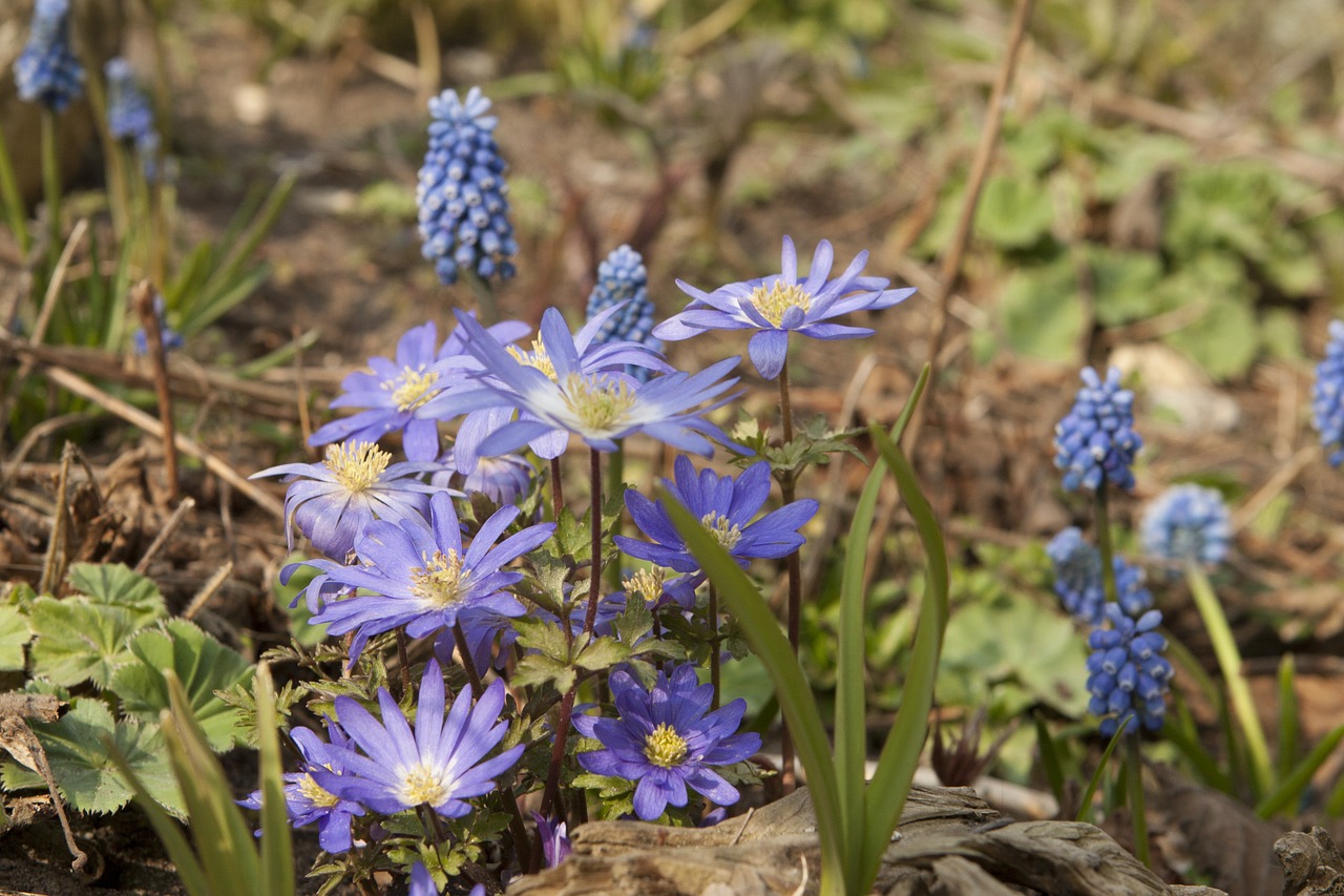 anemone spring garden free photo