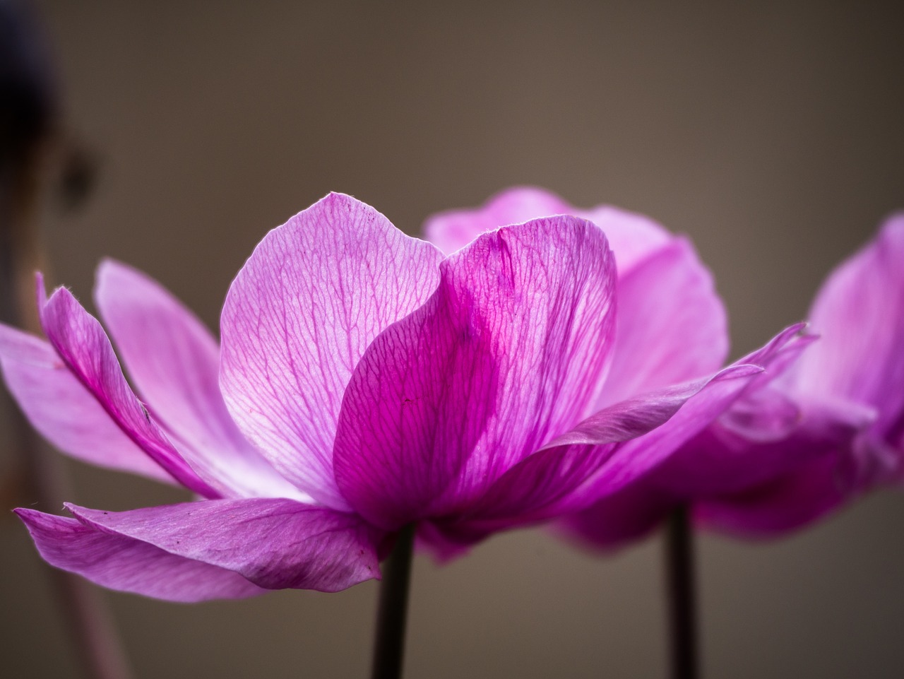 anemone flower blossom free photo