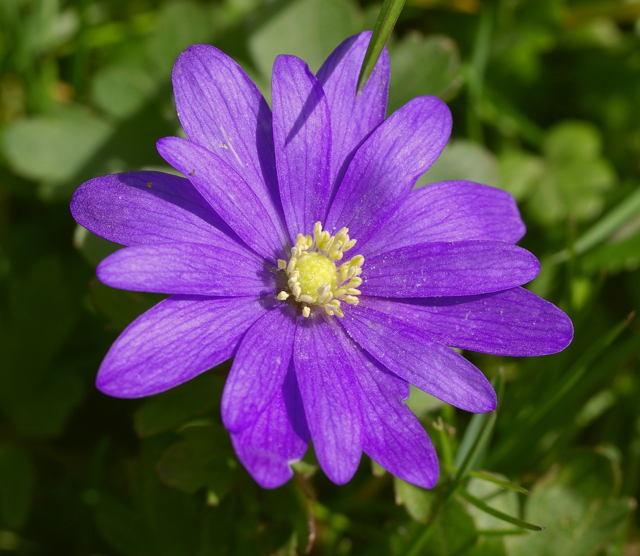 anemone flower macro free photo