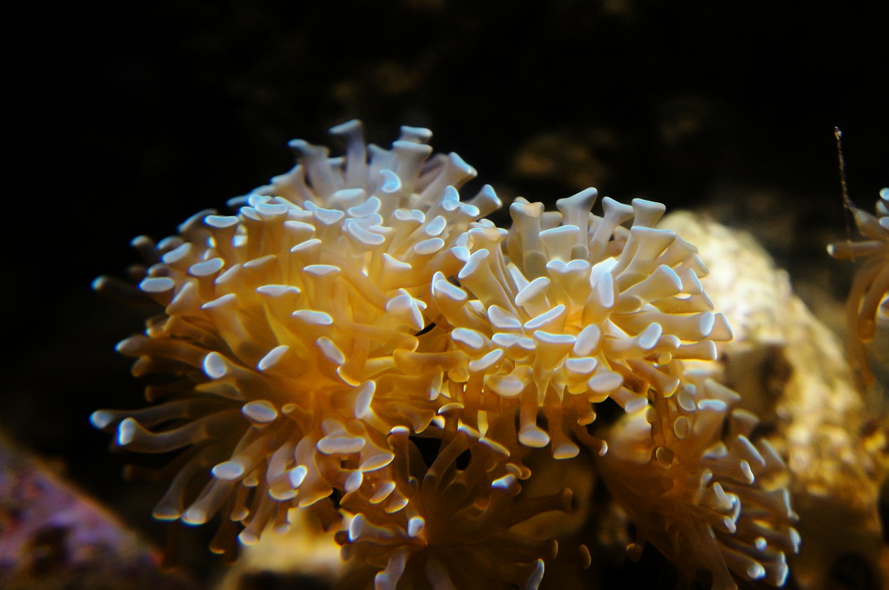 anemone underwater diving free photo