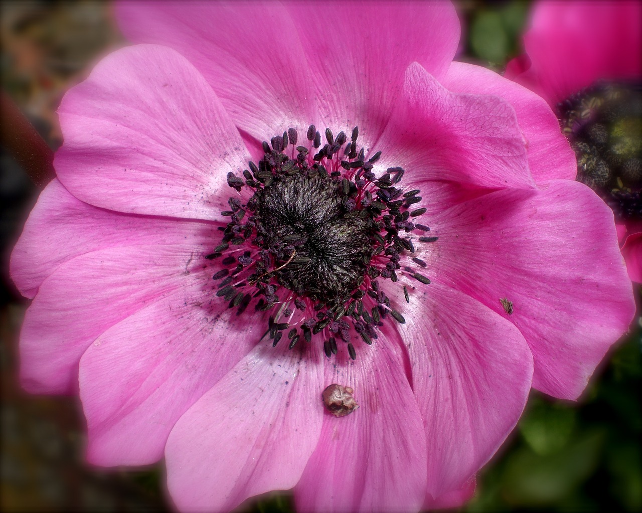 anemone pink flower free photo