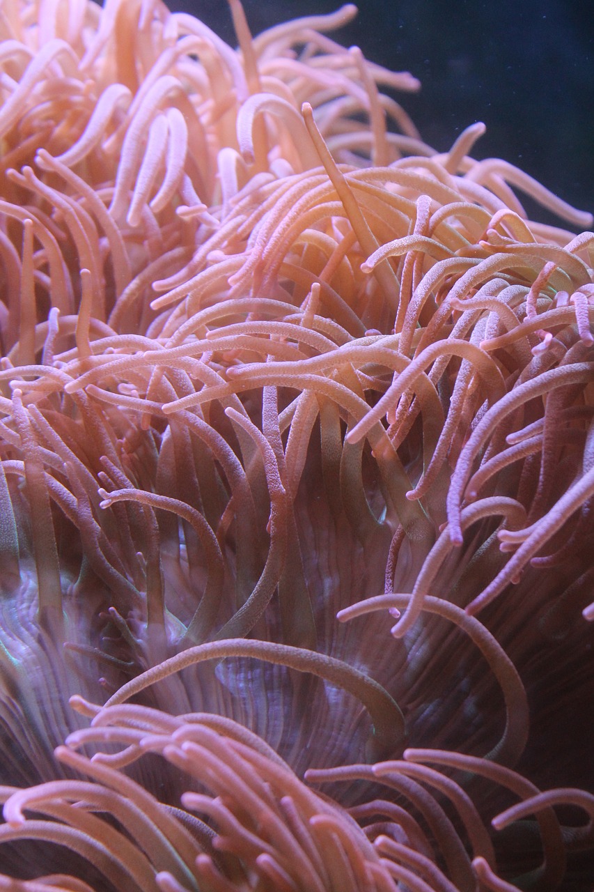 anemone underwater aquarium free photo