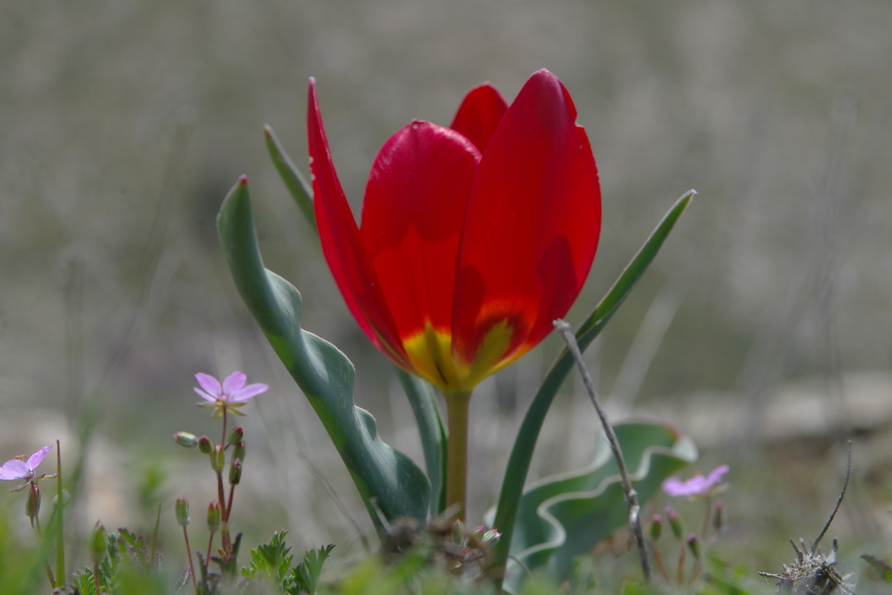 anemone nature red flower free photo