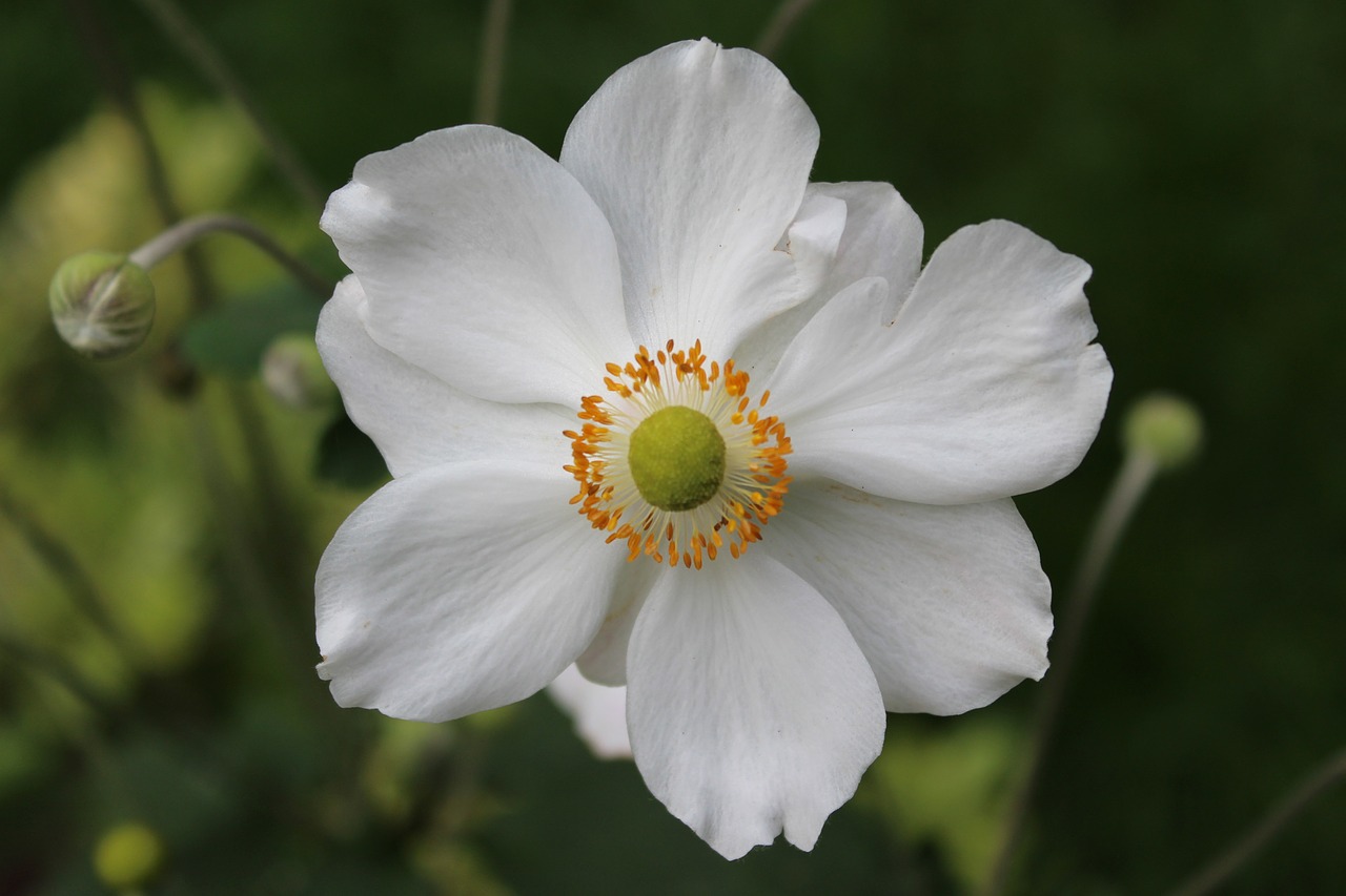 anemone flower summer anemone free photo