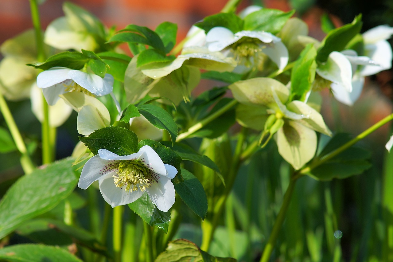 anemone blanda christmas rose species free photo