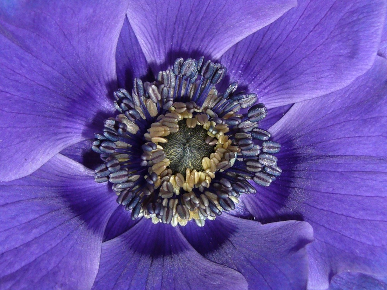 anemone de caen macro photography close up stamens free photo