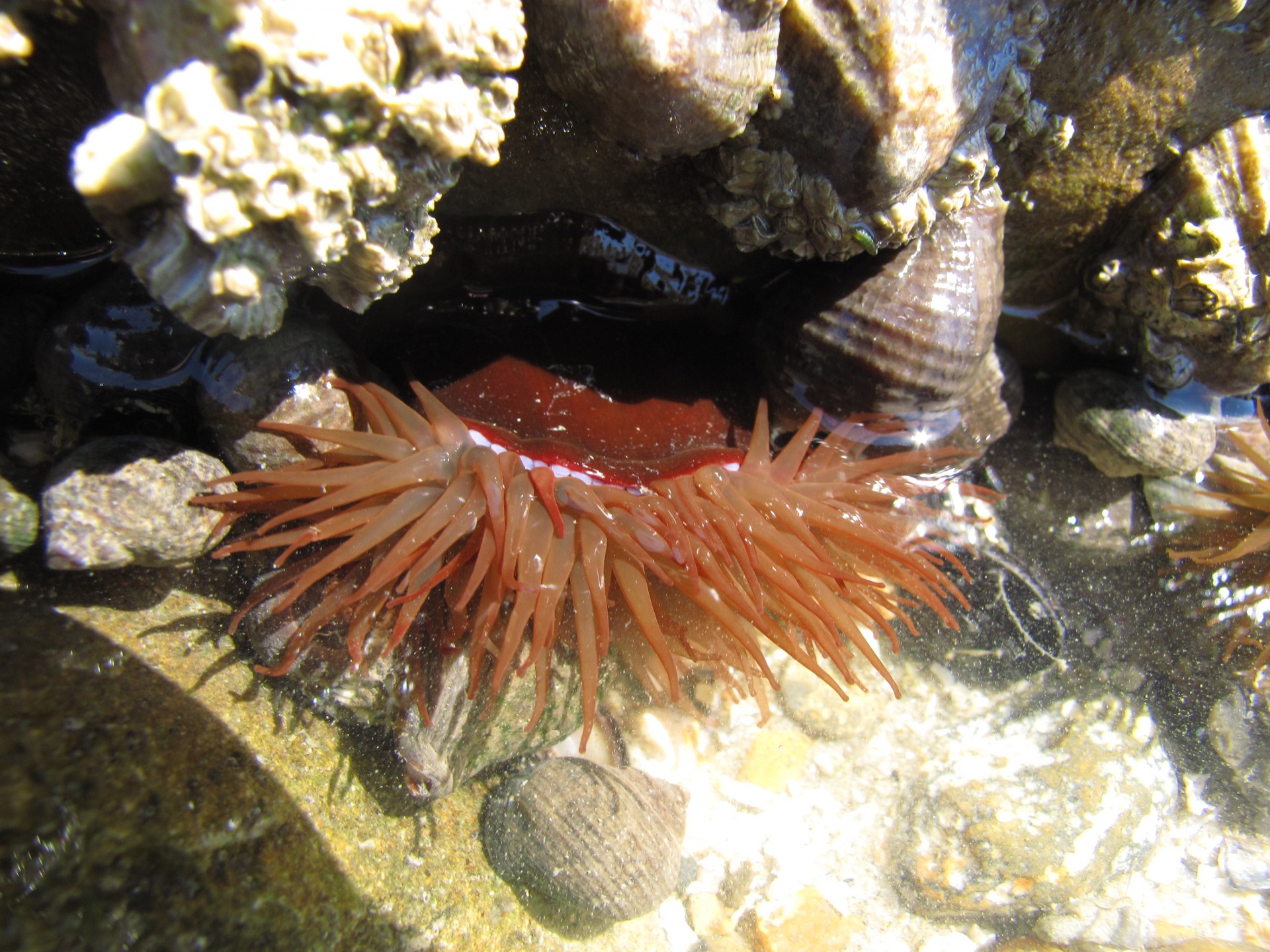 anemone sea red free photo