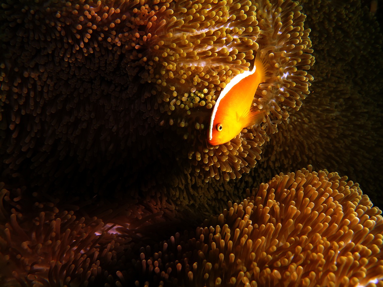 anemone fish anemone fish free photo
