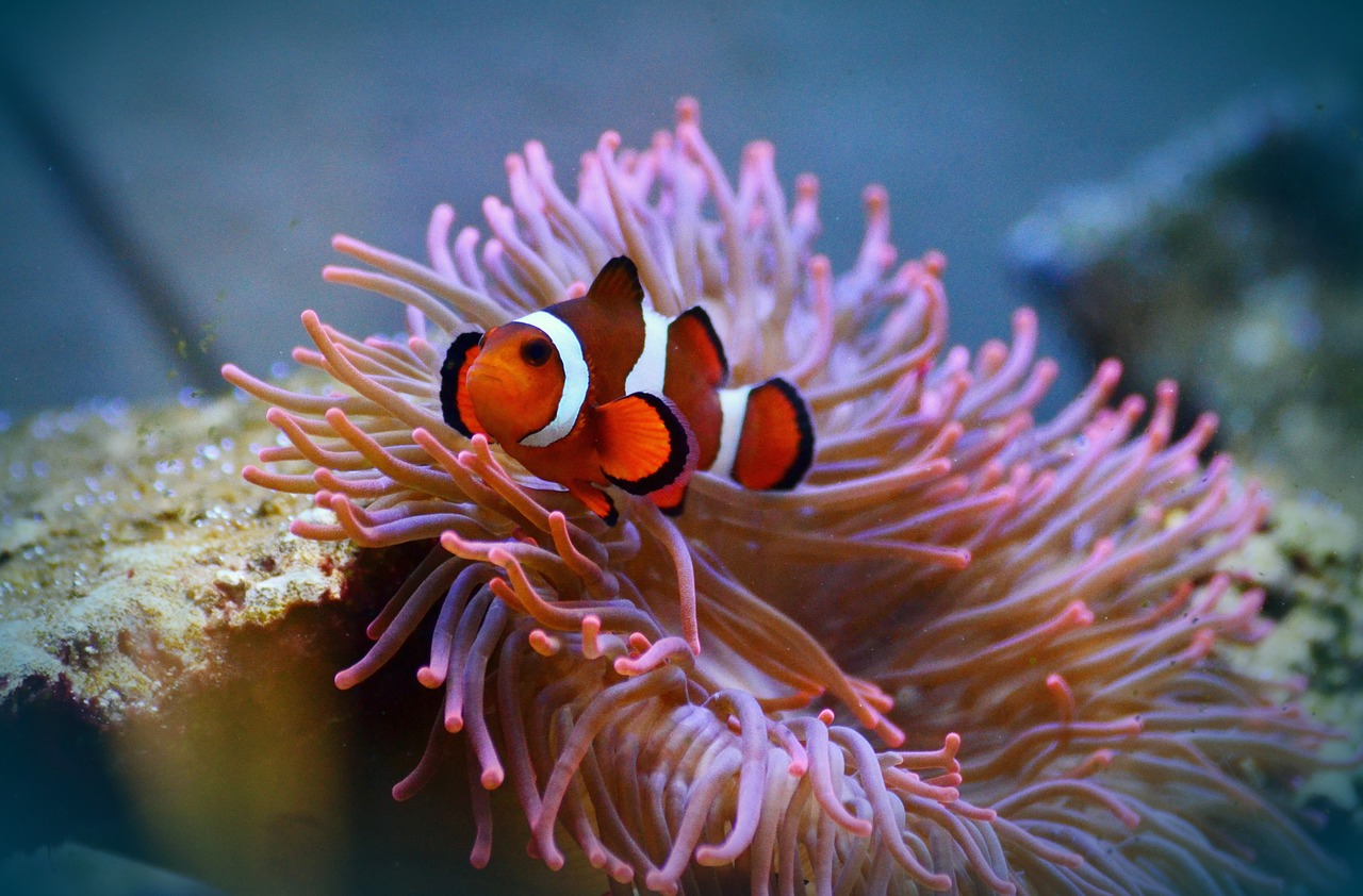 anemone fish clown fish amphiprion free photo
