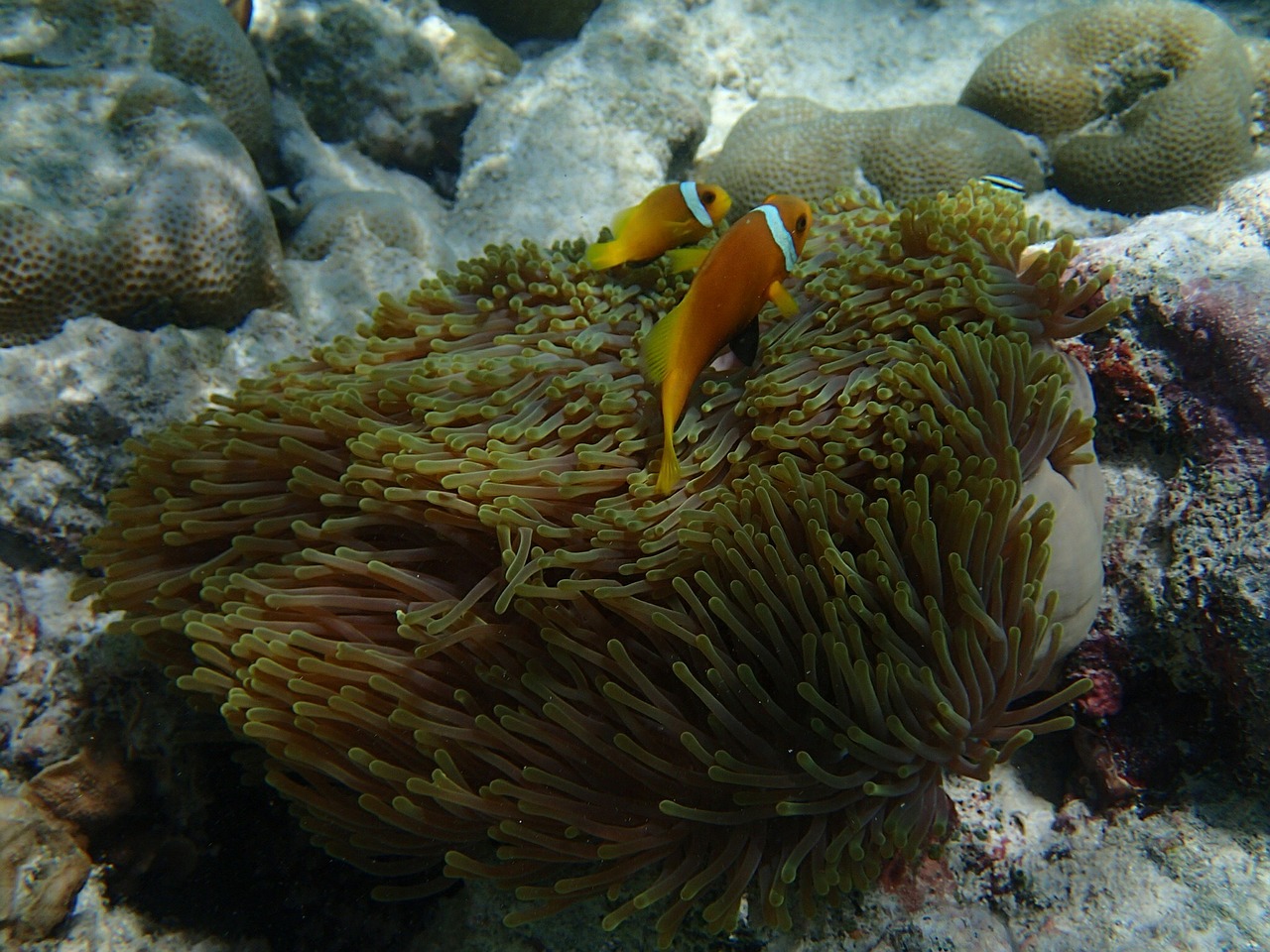 anemone fish fish underwater free photo