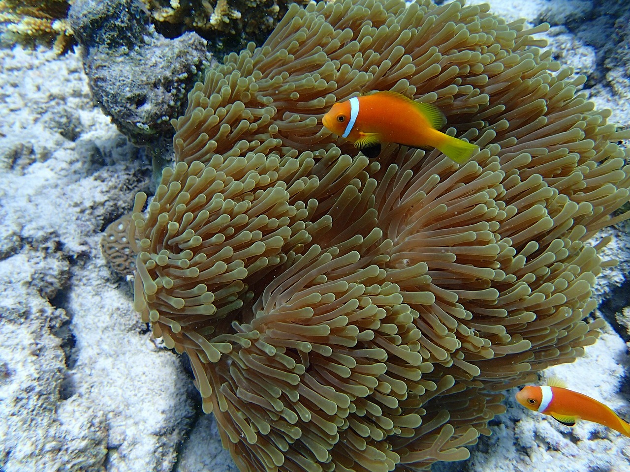 anemone fish anemone fish free photo