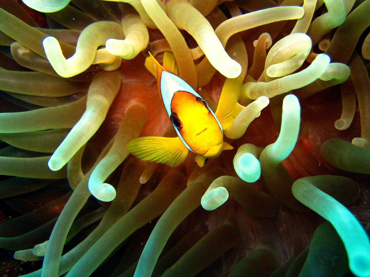 anemone fish nemo underwater free photo